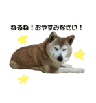 柴犬わんわん3（個別スタンプ：8）