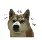 柴犬わんわん3（個別スタンプ：9）