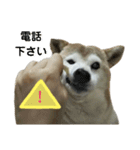 柴犬わんわん3（個別スタンプ：10）