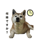 柴犬わんわん3（個別スタンプ：11）