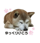 柴犬わんわん3（個別スタンプ：12）
