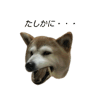 柴犬わんわん3（個別スタンプ：14）