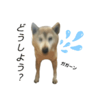 柴犬わんわん3（個別スタンプ：15）