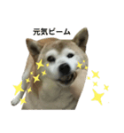 柴犬わんわん3（個別スタンプ：17）