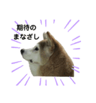 柴犬わんわん3（個別スタンプ：18）