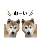 柴犬わんわん3（個別スタンプ：19）