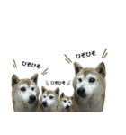 柴犬わんわん3（個別スタンプ：20）