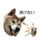 柴犬わんわん3（個別スタンプ：23）