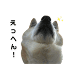 柴犬わんわん3（個別スタンプ：24）