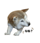 柴犬わんわん3（個別スタンプ：26）