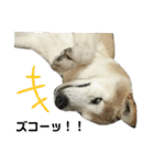 柴犬わんわん3（個別スタンプ：29）