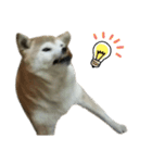 柴犬わんわん3（個別スタンプ：30）