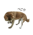 柴犬わんわん3（個別スタンプ：31）