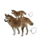 柴犬わんわん3（個別スタンプ：32）