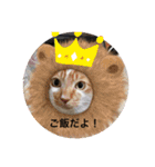 珀のすけ（個別スタンプ：8）