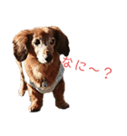 ファンファンLife2（個別スタンプ：1）