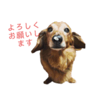 ファンファンLife2（個別スタンプ：8）