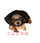 ファンファンLife2（個別スタンプ：12）