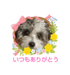 マルプーのあずきちゃん（個別スタンプ：3）