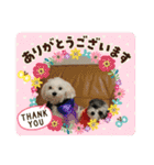 マルプーのあずきちゃん（個別スタンプ：4）