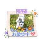 マルプーのあずきちゃん（個別スタンプ：19）