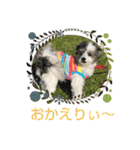 マルプーのあずきちゃん（個別スタンプ：21）