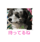 マルプーのあずきちゃん（個別スタンプ：23）