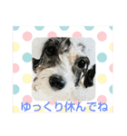 マルプーのあずきちゃん（個別スタンプ：26）