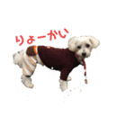 マルチプーのノエルちゃん（個別スタンプ：3）