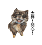 動物ライフ（個別スタンプ：3）