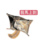 動物ライフ（個別スタンプ：11）