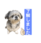 シーズー小太郎の使えるスタンプ（個別スタンプ：3）