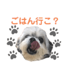シーズー小太郎の使えるスタンプ（個別スタンプ：12）