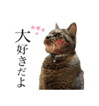 15歳猫しゅうちゃん（個別スタンプ：8）