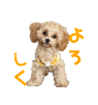 ティラのかわいい日常（個別スタンプ：1）