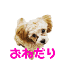 ティラのかわいい日常（個別スタンプ：2）