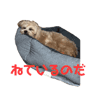 ティラのかわいい日常（個別スタンプ：5）