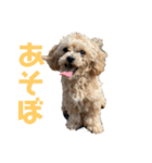 ティラのかわいい日常（個別スタンプ：6）