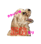 ティラのかわいい日常（個別スタンプ：8）