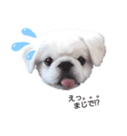 ぶちゃかわの白ペキニーズのLINEスタンプ（個別スタンプ：1）