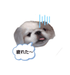 ぶちゃかわの白ペキニーズのLINEスタンプ（個別スタンプ：2）