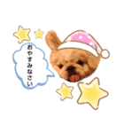ぶちゃかわの白ペキニーズのLINEスタンプ（個別スタンプ：5）