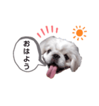 ぶちゃかわの白ペキニーズのLINEスタンプ（個別スタンプ：7）