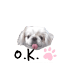 ぶちゃかわの白ペキニーズのLINEスタンプ（個別スタンプ：8）