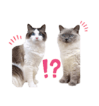 nyaaaaalsok（個別スタンプ：2）