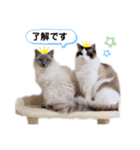 nyaaaaalsok（個別スタンプ：3）