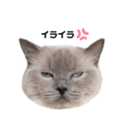 nyaaaaalsok（個別スタンプ：6）