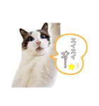 nyaaaaalsok（個別スタンプ：7）