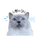 nyaaaaalsok（個別スタンプ：14）