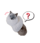 nyaaaaalsok（個別スタンプ：15）